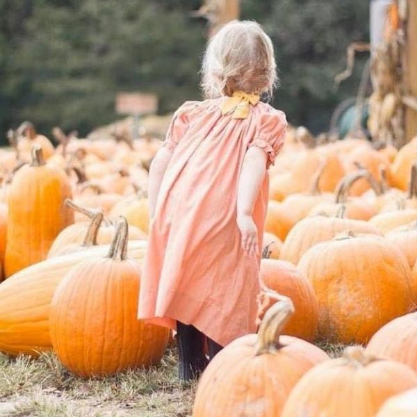 Flower Fields, Pumpkin Patch & Corn Maize