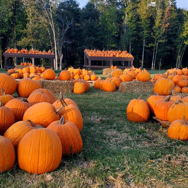 Bolin Grove Farms Pumpkin Season