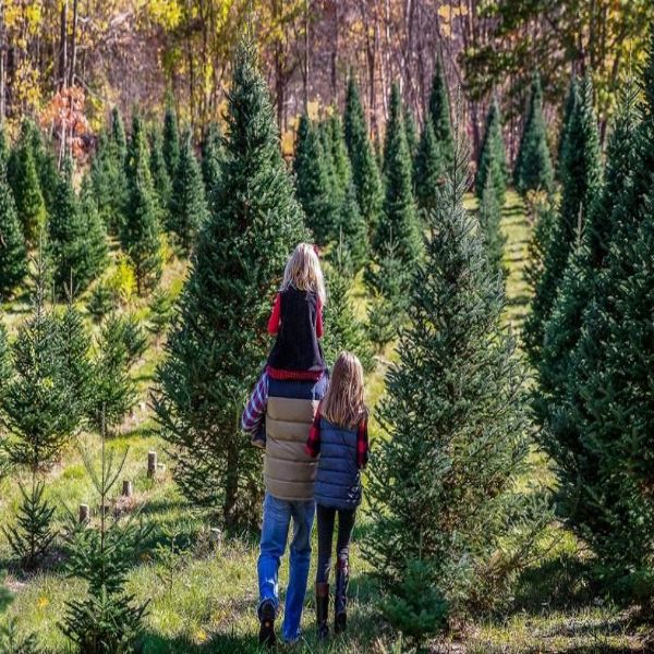 Merry Christmas Tree Farm | Visit DeSoto County